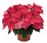 Jingle Bells Poinsettia