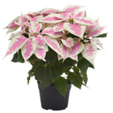 Marble Poinsettia