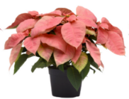 Pink Poinsettia