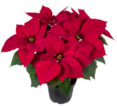 Red Poinsettia