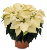 White Poinsettia