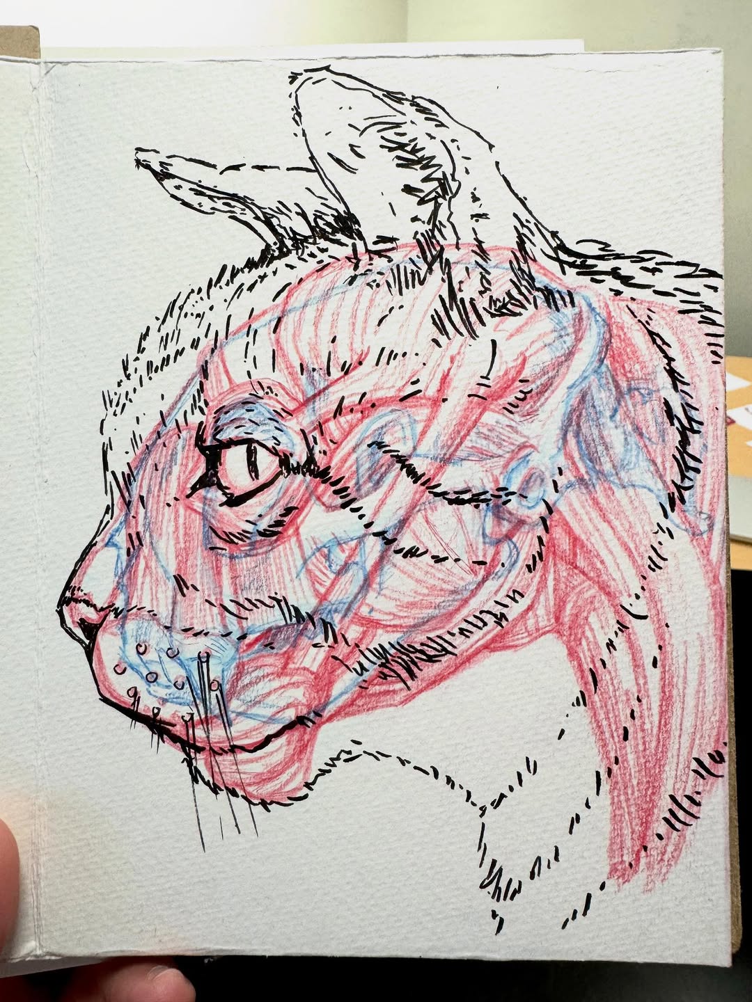 Sketch of a cat head with muscle and skeleton drawn in red and blue
